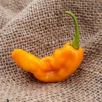 Tobago Treasure Heirloom Pepper Premium Seed Packet - Thumbnail 2