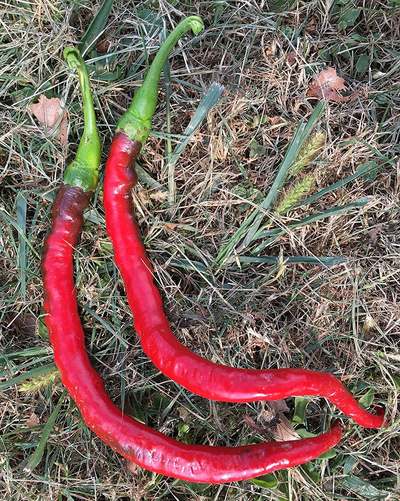 Joes Long Cayenne Heirloom Pepper Premium Seed Packet + More