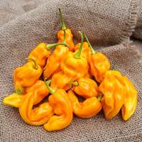 Tobago Treasure Heirloom Pepper Premium Seed Packet - Thumbnail 4