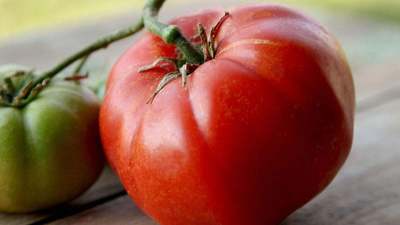 Ivan Heirloom Tomato Premium Seed Packet