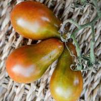 Chocolate Pear Heirloom Tomato Premium Seed Packet - Thumbnail 1