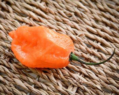 Orange Bhut (Ghost) Copenhagen BOC Pepper Premium Seed Packet
