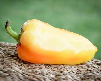 Ferenc Tender Paprika Heirloom Pepper Premium Seed Packet