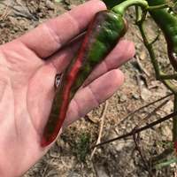 Striped Maule Mols Ladyfinger Pepper Premium Seed Packet + More - Thumbnail 2