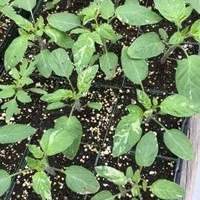 Faelan's First Snow Variegated Cherokee Purple Heirloom Tomato Premium Seed Packet - Thumbnail 2