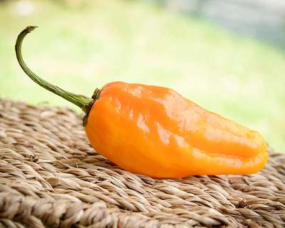 Orange Pepperoncini Peperoncini Italian Pickling Heirloom Pepper Premium Seed Packet