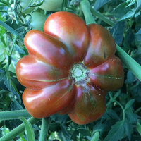 Fleur de Reagir Heirloom Tomato Premium Seed Packet - Thumbnail 1
