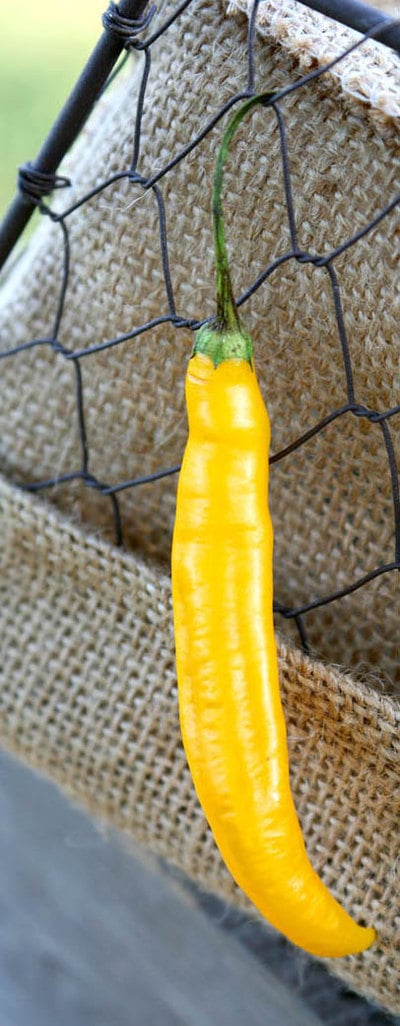 Andean Aji Capsicum Baccatum Gold Heirloom Pepper Premium Seed Packet