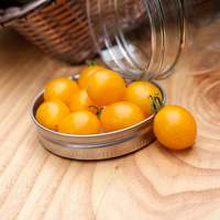 Yellow Blondkopfchen Current Sized Heirloom Tomato Premium Seed Packet - Thumbnail 2