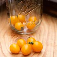 Yellow Blondkopfchen Current Sized Heirloom Tomato Premium Seed Packet - Thumbnail 3