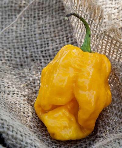 Golden Habanero Heirloom Pepper Premium Seed Packet