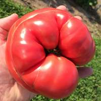 Mortgage Lifter Heirloom Beefsteak Tomato Premium Seed Packet - Thumbnail 2