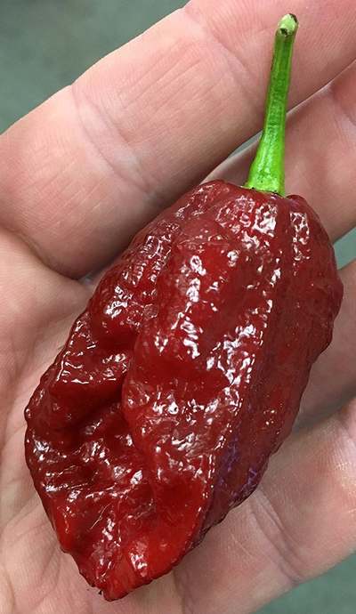 Chocolate Bhutlah Heirloom Pepper Premium Seed Packet Possibly The Hottest In The World