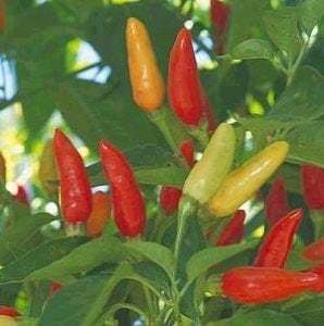 Tabasco Heirloom Hot Pepper Premium Seed Packet