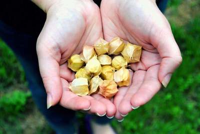 Aunt Molly's Ground Cherry Cape Gooseberry Strawberry Tomato Premium Seed Packet