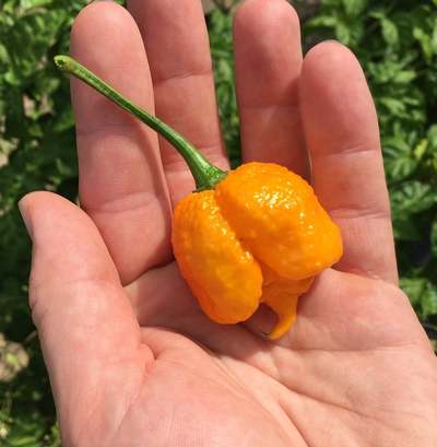 Yellow Brain Strain Pepper Premium Seed Packet