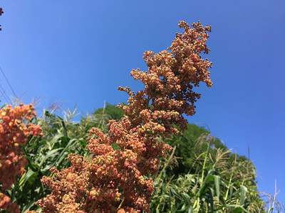 Redhead Quinoa Premium Seed Packet