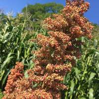 Redhead Quinoa Premium Seed Packet - Thumbnail 1