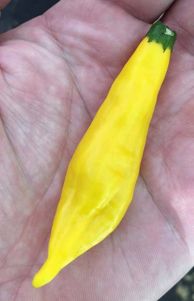 Aji Lemon Drop Limon Kellu Uchu Chile Heirloom Pepper Premium Seed Packet