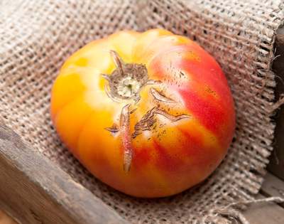 Old German Heirloom Tomato Premium Seed Packet