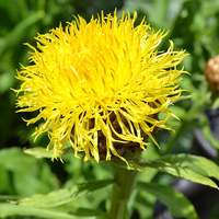 Yellow Armenian Basketflower Knapweed Premium 10 Seed Packet - Thumbnail 2