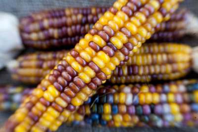 Rubies and Amber Glass Gem Cherokee Corn Seed Pack