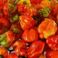 Aji Dulce Red Sweet Venezuelan National Pepper Premium Seed Packet + More - Thumbnail 1