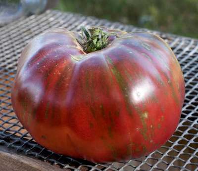 Pink Berkeley Tye Dye Heirloom Tomato Premium Seed Packet