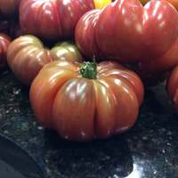 Tims Black Ruffles Heirloom Tomato Premium Seed Packet - Thumbnail 1