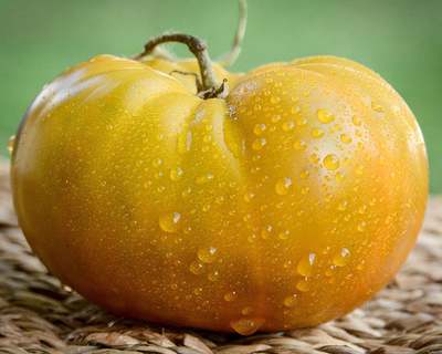 Thorburn's Terra Cotta Terracotta Heirloom Tomato Premium Seed Packet