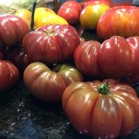 Tims Black Ruffles Heirloom Tomato Premium Seed Packet - Thumbnail 2