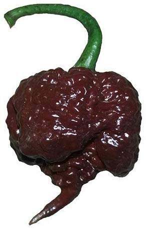Chocolate Carolina Reaper HP22B Pepper Premium Seed Packet Record Hottest in The World + More