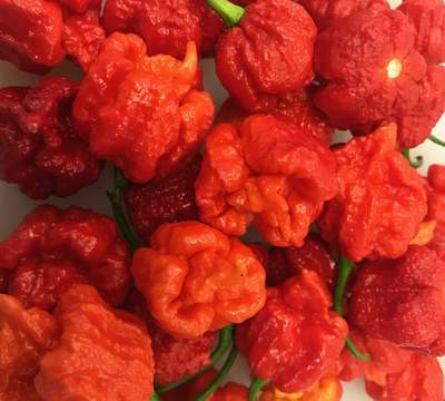 Hurt Berry Pepper Premium Seed Packet Record Hottest in The World + More