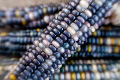 Sapphires and Pearls Glass Gem Cherokee Corn Seed Pack