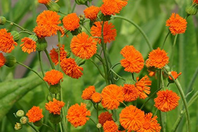Poet Orange Tassel Flower Tasselflower Emilia Javanica Aster Premium Seed Packet