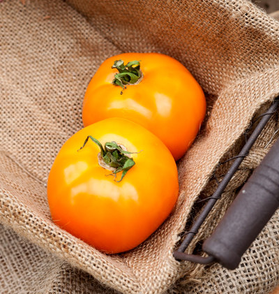 Pegs Round Orange Heirloom Tomato Premium Seed Packet