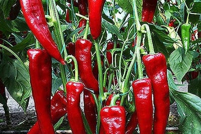 Salkim Biber Turkish Turkey Chile Hot Pepper Premium Seed Packet