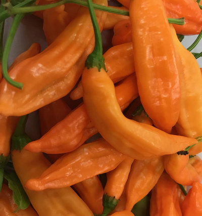 Aji Orange Drop Limon Kellu Uchu Chile Heirloom Pepper Premium Seed Packet + More