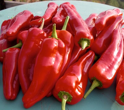 Doux d'Espagne The Famous Basque Region Heirloom Pepper Premium Seed Packet