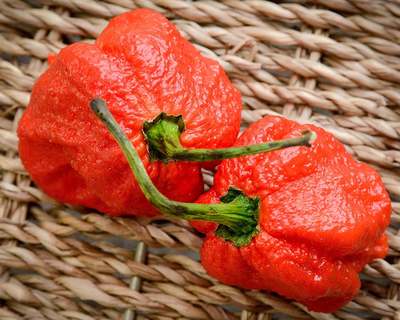 Red Skunk Ultra Hot Pepper Premium Seed Packet