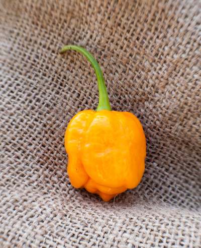 Trinidad Yellow 7 Pot Heirloom Pepper Premium Seed Packet