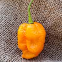 Trinidad Yellow 7 Pot Heirloom Pepper Premium Seed Packet - Thumbnail 1