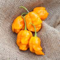 Trinidad Yellow 7 Pot Heirloom Pepper Premium Seed Packet - Thumbnail 2