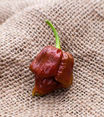 Chocolate Trinidad Scorpion Hot Pepper Premium Seed Packet
