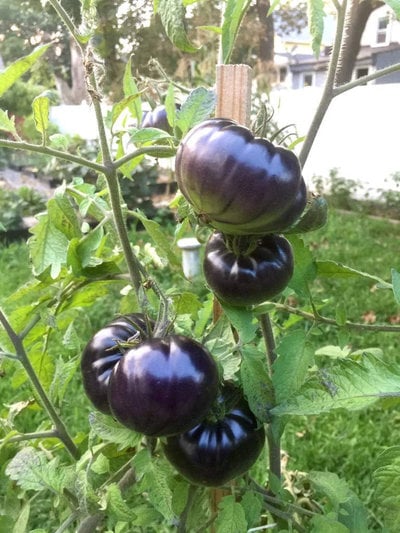 BlackBeauty Beefsteak Heirloom Tomato Premium Seed Packet