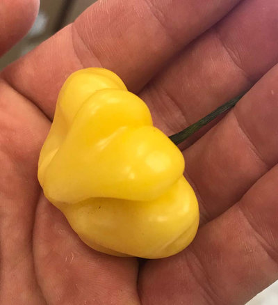 Aji Brazilian Starfish Yellow Hot Pepper Premium Seed Packet + More