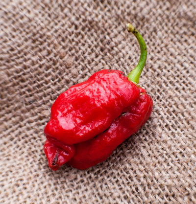 Congo SR Gigantic 7Pot Trinidad Heirloom Pepper Premium Seed Packet