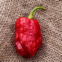 Congo SR Gigantic 7Pot Trinidad Heirloom Pepper Premium Seed Packet - Thumbnail 1