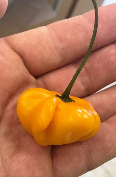Aji Brazilian Starfish Orange Hot Pepper Premium Seed Packet + More