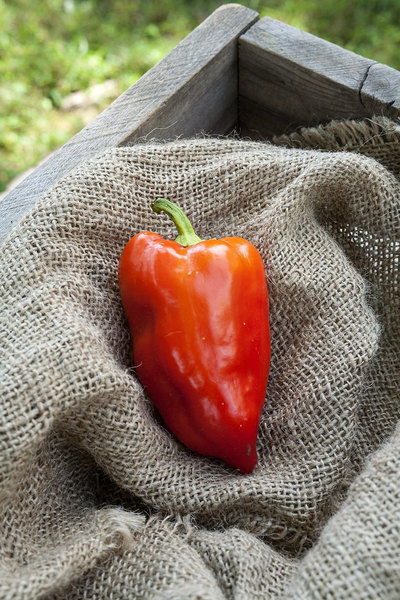 Feher Ozon Feherozon Hungarian Sweet Paprika Pepper Premium Seed Packet